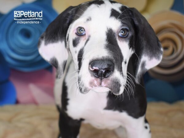 Great Dane-DOG-Female-Harlequin-2559-Petland Lee's Summit, MO
