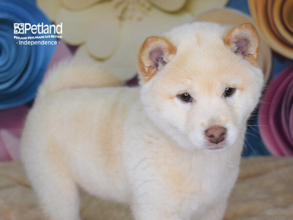 Shiba Inu-DOG-Male-Cream-2561-Petland Lee's Summit, MO