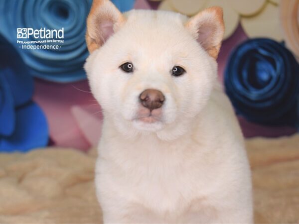 Shiba Inu-DOG-Male-Cream-2560-Petland Lee's Summit, MO