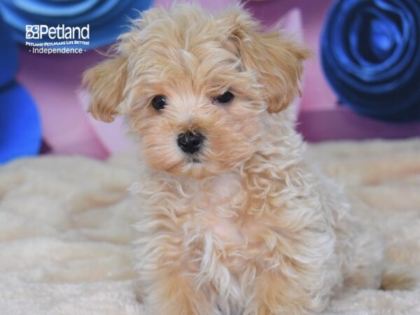 Maltipoo-DOG-Male-Apricot-2562-Petland Lee's Summit, MO