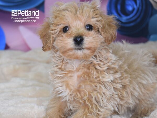 Maltipoo-DOG-Male-Apricot-2563-Petland Lee's Summit, MO