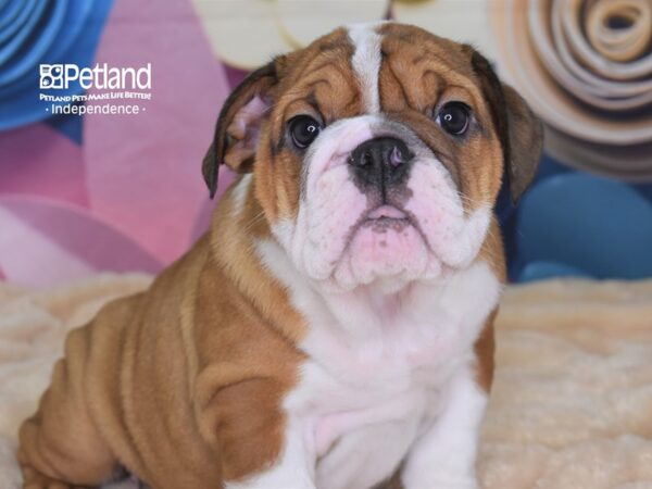 English Bulldog-DOG-Female-Red and White-2565-Petland Lee's Summit, MO