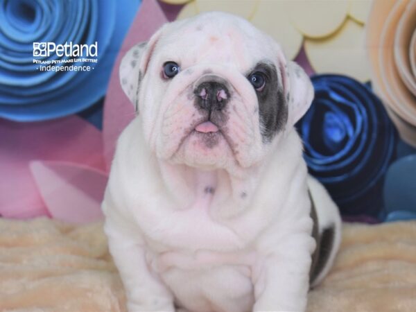English Bulldog-DOG-Male-Blue and White-2564-Petland Lee's Summit, MO