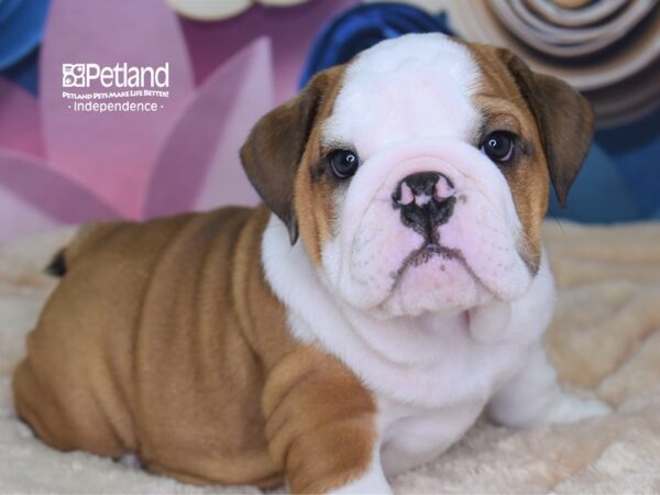English Bulldog-DOG-Female-Tan & White-2566-Petland Lee's Summit, MO