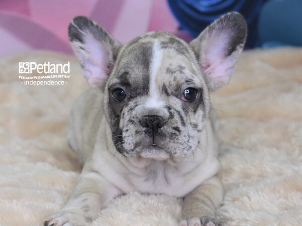 French Bulldog-DOG-Female-Cream Merle-2568-Petland Lee's Summit, MO