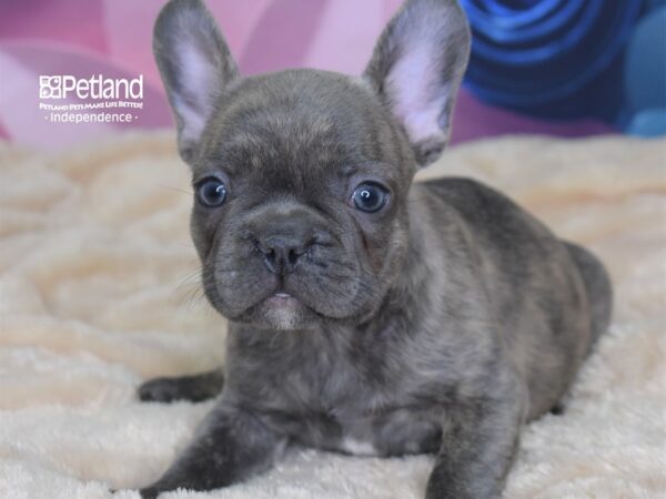 French Bulldog-DOG-Male-Blue brindle-2567-Petland Lee's Summit, MO