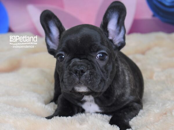 French Bulldog-DOG-Male-Black Brindle-2569-Petland Lee's Summit, MO