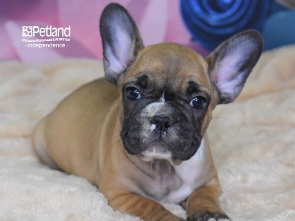 French Bulldog-DOG-Male-Red Fawn-2570-Petland Lee's Summit, MO