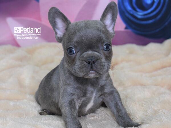 French Bulldog-DOG-Male-Blue-2571-Petland Lee's Summit, MO