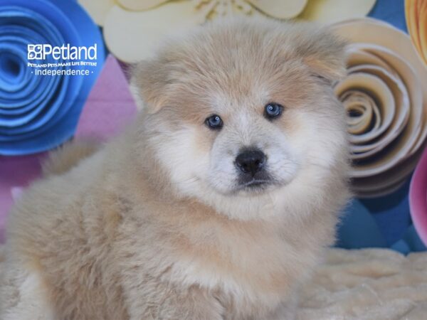 Chow Chow-DOG-Female-Cream-2573-Petland Lee's Summit, MO