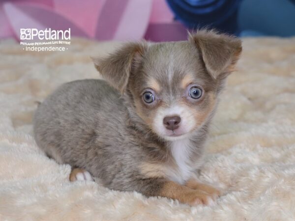 Chihuahua-DOG-Male-Blue Fawn-2572-Petland Lee's Summit, MO