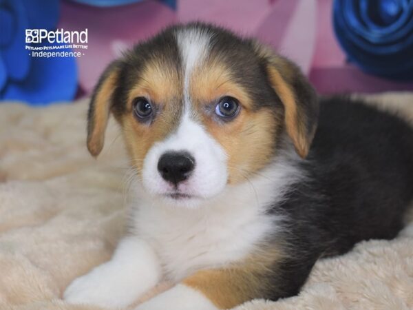 Pembroke Welsh Corgi-DOG-Female-Black & Tan White Markings-2532-Petland Lee's Summit, MO