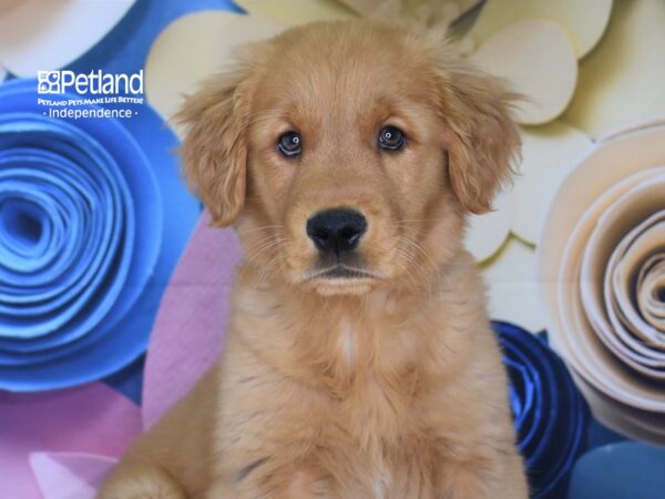 Golden Retriever-DOG-Male-Dark Golden-2527-Petland Lee's Summit, MO