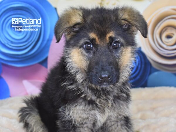 German Shepherd-DOG-Female-Black and Tan-2583-Petland Lee's Summit, MO