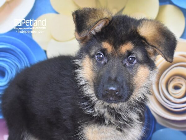 German Shepherd-DOG-Male-Black and Tan-2582-Petland Lee's Summit, MO