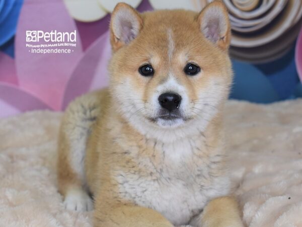 Shiba Inu-DOG-Male-Red Sesame-2578-Petland Lee's Summit, MO