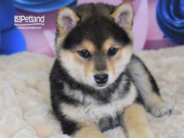 Shiba Inu-DOG-Male-Black and Tan-2577-Petland Lee's Summit, MO