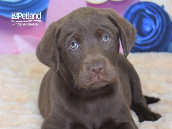 Labrador Retriever-DOG-Female-Chocolate-2576-Petland Lee's Summit, MO