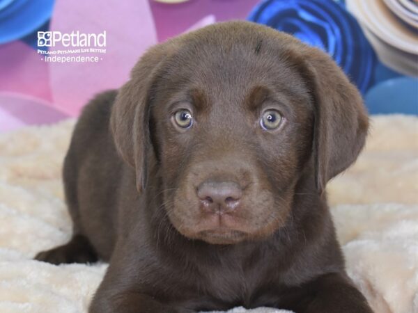 Labrador Retriever-DOG-Male-Chocolate-2575-Petland Lee's Summit, MO
