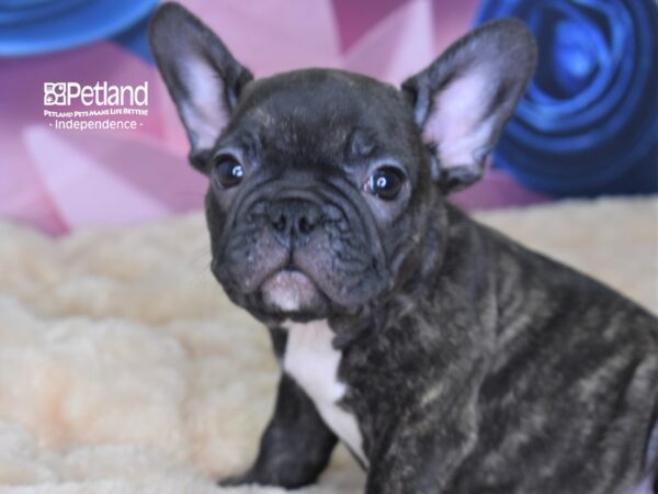 French Bulldog-DOG-Male-Brindle-2585-Petland Lee's Summit, MO