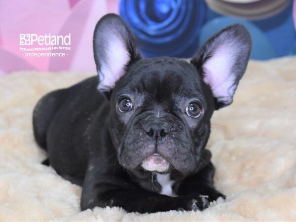 French Bulldog-DOG-Male-Brindle-2584-Petland Lee's Summit, MO