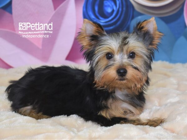 Yorkshire Terrier-DOG-Male--2587-Petland Lee's Summit, MO