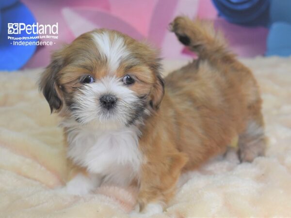 Lhasa Apso-DOG-Female--2588-Petland Lee's Summit, MO