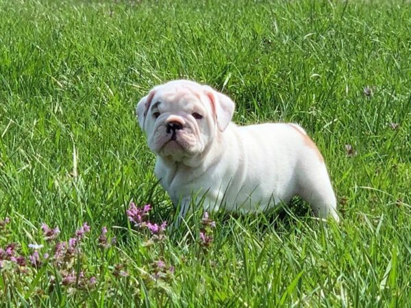 English Bulldog-DOG-Female-White-2597-Petland Lee's Summit, MO