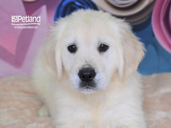 Golden Retriever-DOG-Female-Light Golden-2605-Petland Lee's Summit, MO
