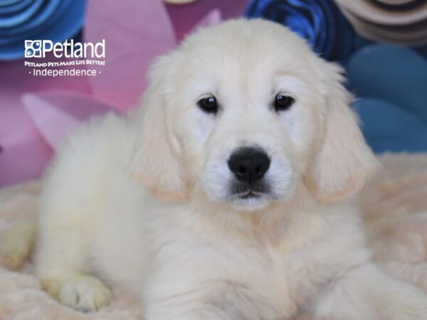 Golden Retriever-DOG-Male-Light Golden-2604-Petland Lee's Summit, MO