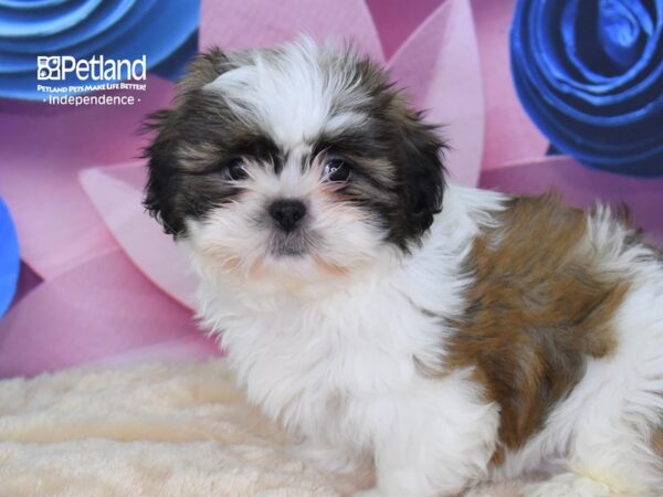 Shih Tzu-DOG-Female-Gold and White-2603-Petland Lee's Summit, MO