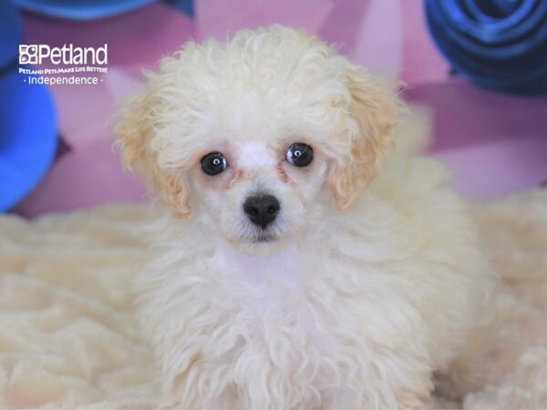 Toy Poodle-DOG-Female-Cream-2602-Petland Lee's Summit, MO