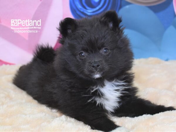 Pomeranian-DOG-Female-Black-2601-Petland Lee's Summit, MO