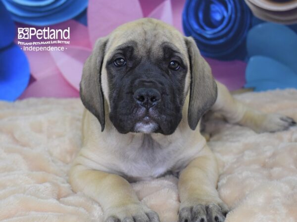 English Mastiff-DOG-Male-Fawn-2600-Petland Lee's Summit, MO