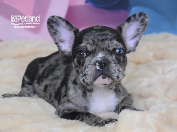 French Bulldog-DOG-Female-Blue Merle-2596-Petland Lee's Summit, MO