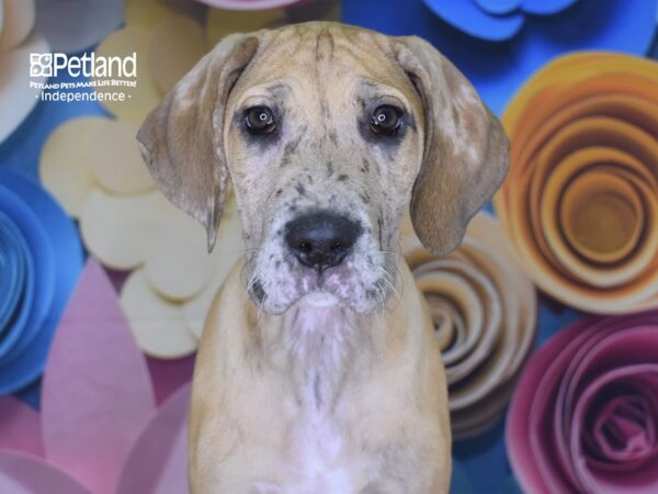 Great Dane-DOG-Female--2590-Petland Lee's Summit, MO