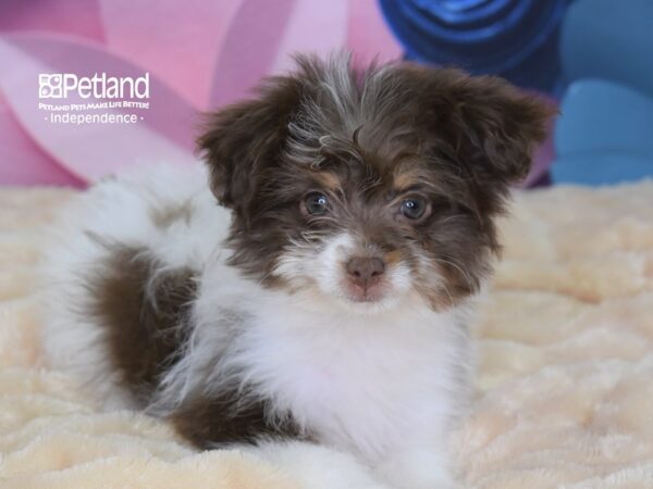 Pom Poo-DOG-Female--2593-Petland Lee's Summit, MO