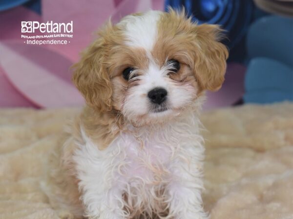 Cavachon-DOG-Female--2595-Petland Lee's Summit, MO