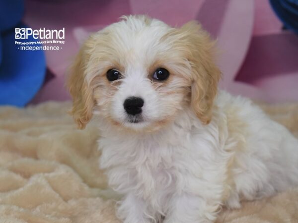 Cavachon-DOG-Female--2594-Petland Lee's Summit, MO