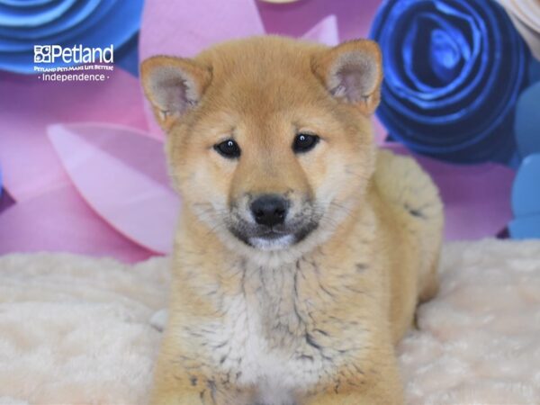 Shiba Inu-DOG-Male--2592-Petland Lee's Summit, MO