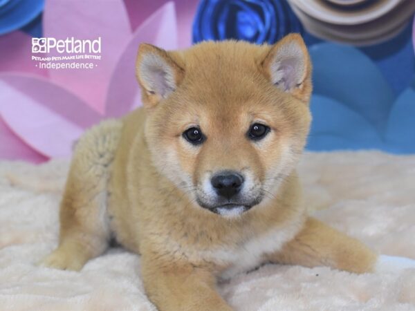 Shiba Inu-DOG-Male--2591-Petland Lee's Summit, MO