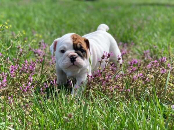 English Bulldog-DOG-Female-Red and White-2623-Petland Lee's Summit, MO