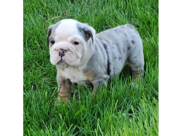 English Bulldog-DOG-Male-Blue Merle-2624-Petland Lee's Summit, MO