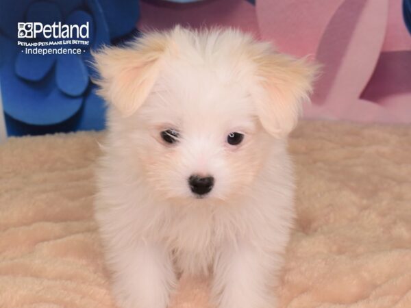 Malti Pom-DOG-Female-Cream and White Parti-2621-Petland Lee's Summit, MO