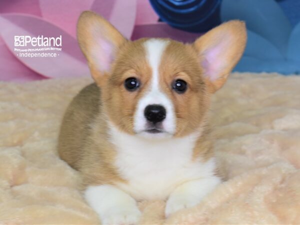 Pembroke Welsh Corgi-DOG-Female-Red & White-2614-Petland Lee's Summit, MO