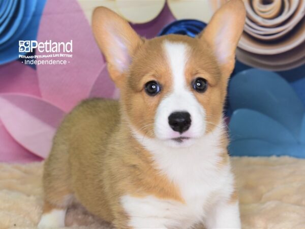 Pembroke Welsh Corgi-DOG-Male-Red & White-2613-Petland Lee's Summit, MO