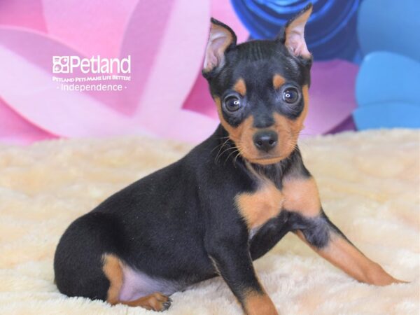 Miniature Pinscher-DOG-Male-Black and Tan-2608-Petland Lee's Summit, MO