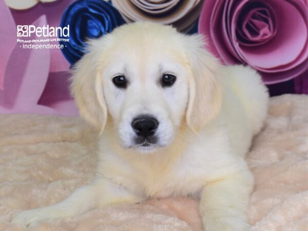 Golden Retriever-DOG-Female-Light Golden-2606-Petland Lee's Summit, MO