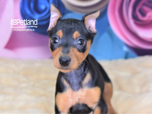 Miniature Pinscher-DOG-Female-Black and Tan-2610-Petland Lee's Summit, MO