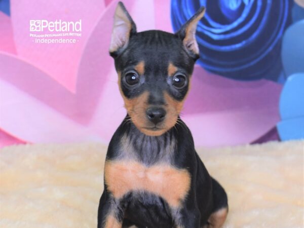 Miniature Pinscher-DOG-Female-Black and Tan-2607-Petland Lee's Summit, MO